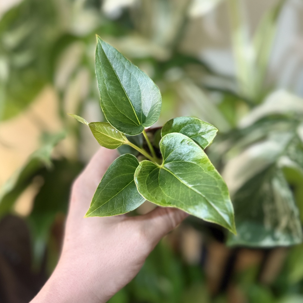 Anthurium brownii