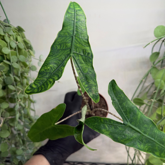 Alocasia zebrina 'Reticulata' 10.5cm - #2