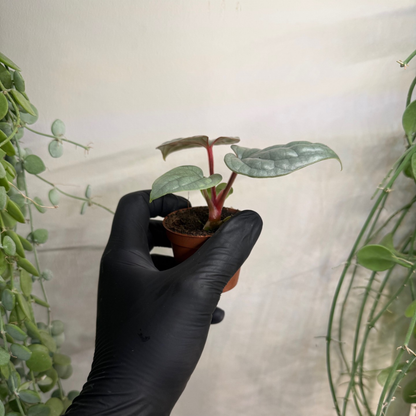 Anthurium luxurians 6cm