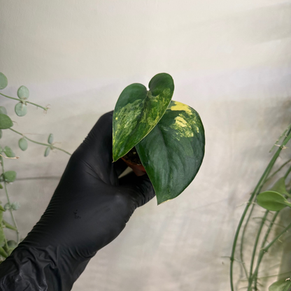 Scindapsus 'Jade Satin Variegata' 7cm - #2