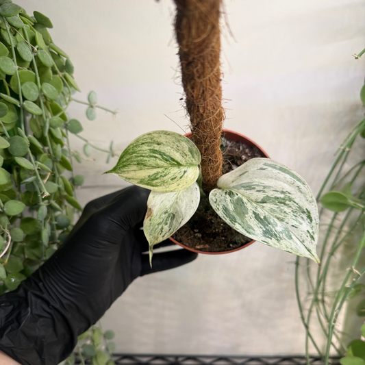 Epipremnum pinnatum 'Cebu Blue Variegated'