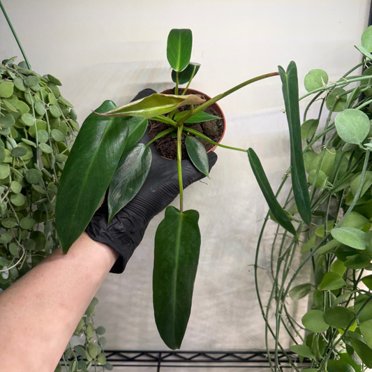 Philodendron spiritus-sancti 10.5cm - #2