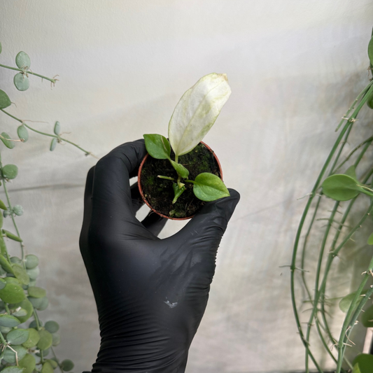 Anthurium vittariifolium 'Variegata' 6cm - #2