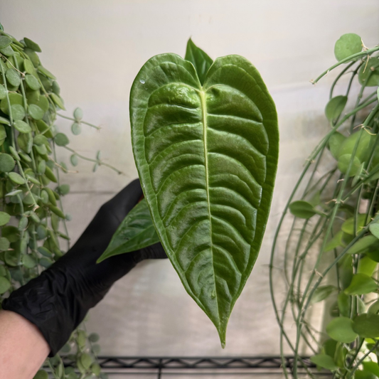 Anthurium veitchii 'Narrow' 8cm - #2