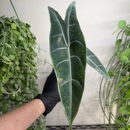 Alocasia longiloba 'Silver' 10.5cm - #2