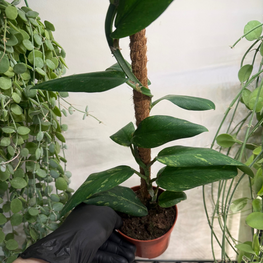 Rhaphidophora elliptica 'Aurea Variegata' 10.5cm - #2