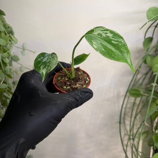 Monstera deliciosa 'Bulbasaur' 6cm - #2