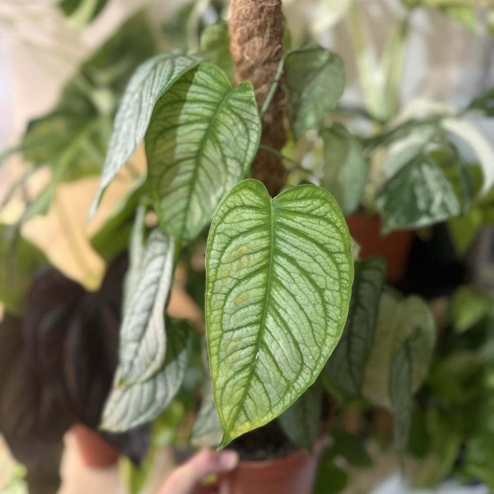 Monstera siltepicana 'El Salvador'