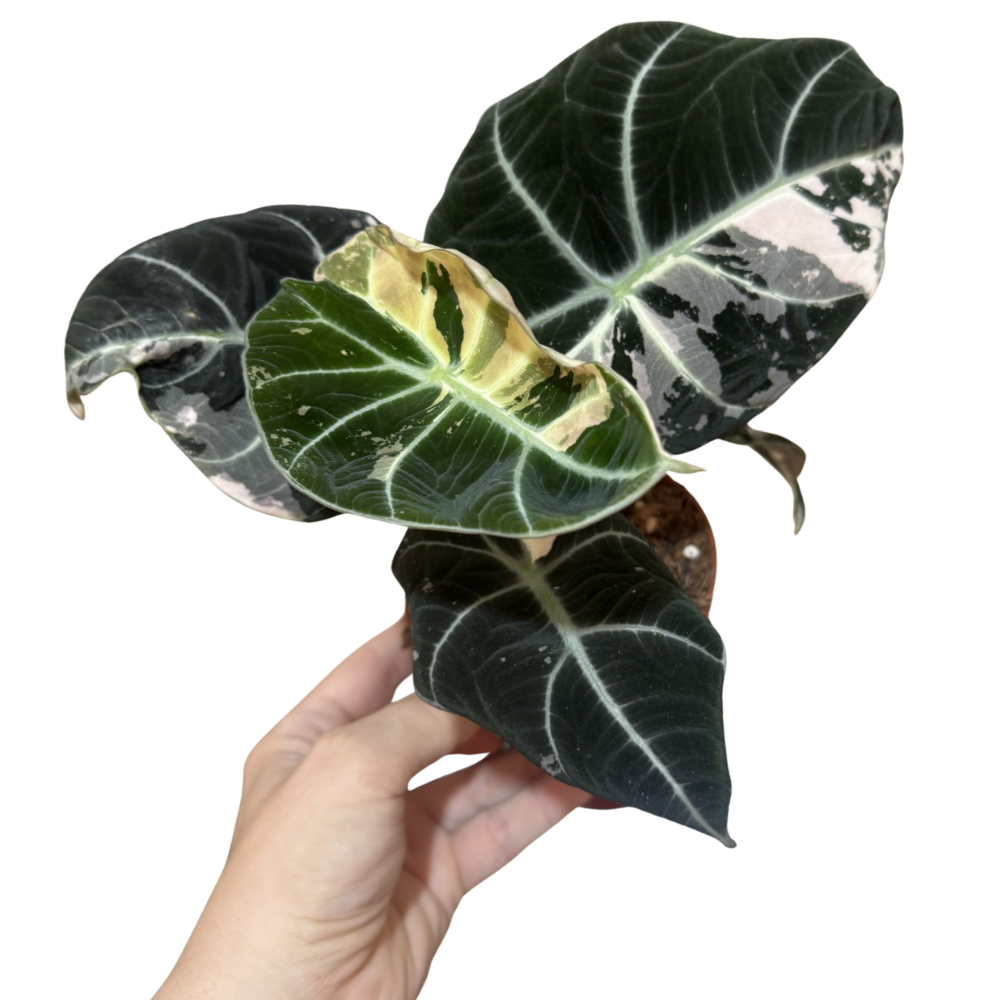 Alocasia 'Black Velvet Pink Variegated'