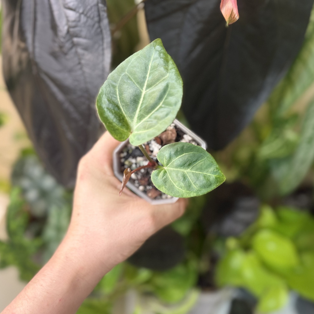 Anthurium papillilaminum 'Lago Gatun' x 'KOS'