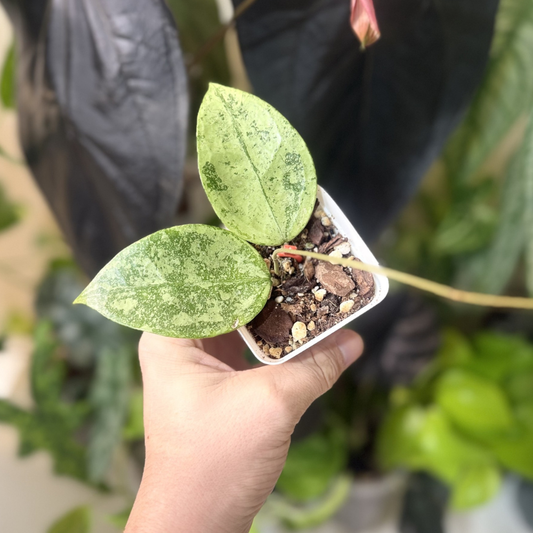 Hoya verticillata 'Nganjuk Splash'
