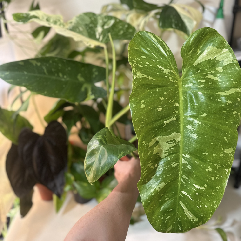 Philodendron 'Jose Buono'