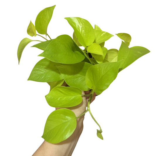Epipremnum 'Neon'