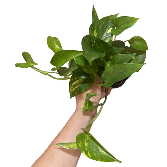 Epipremnum aureum