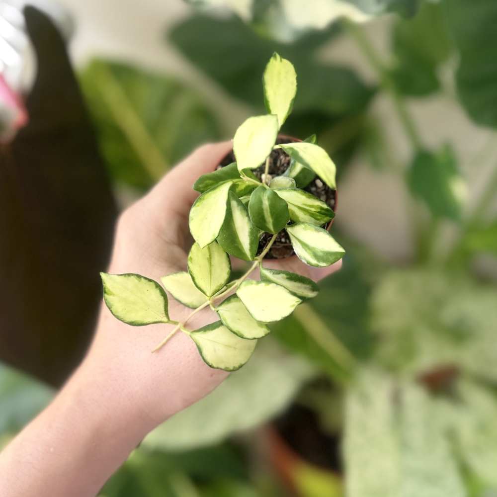 Hoya heuschkeliana 'Variegated'