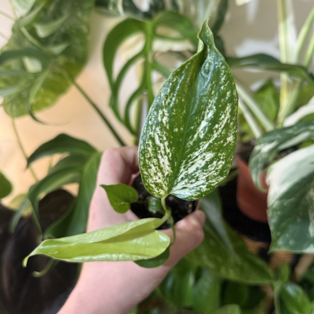 Monstera 'Devil Monster'