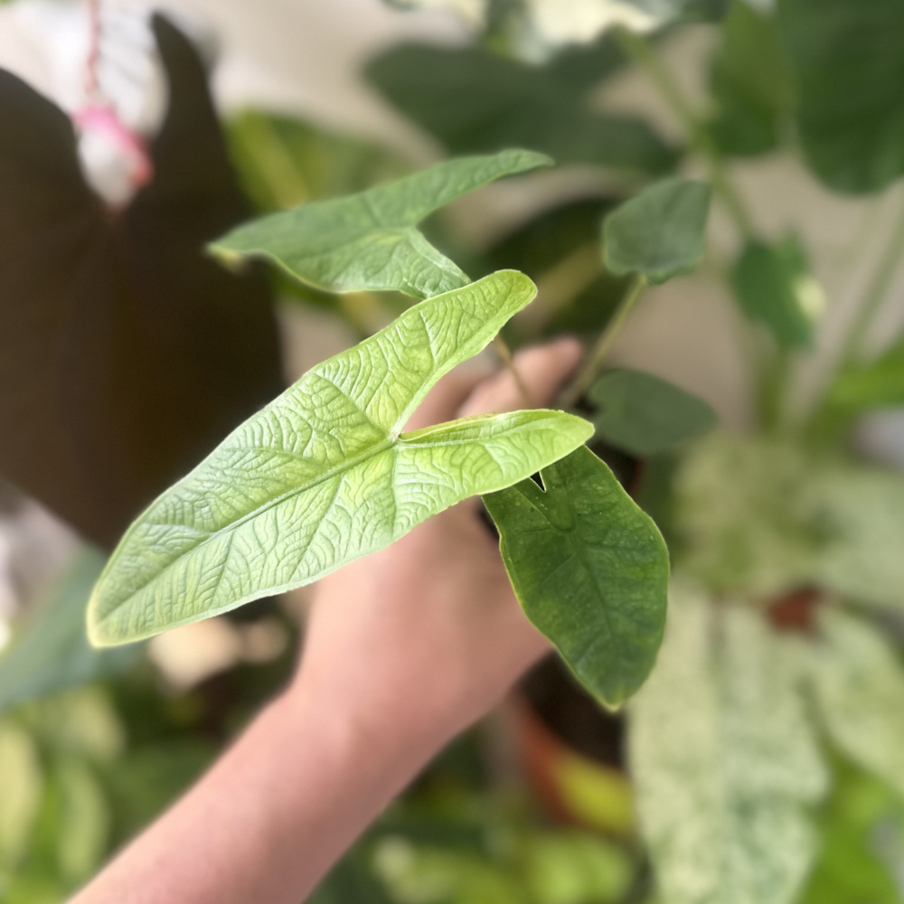 Alocasia sulawesi 'Green Carpet'