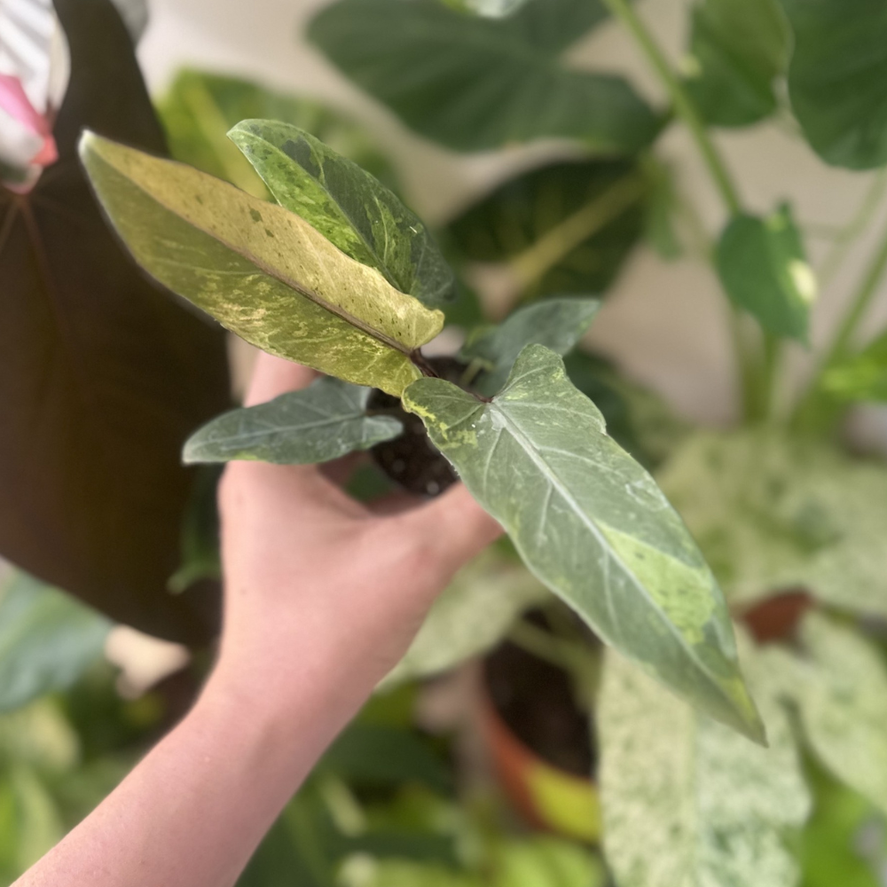 Alocasia lauterbachiana 'Variegated'
