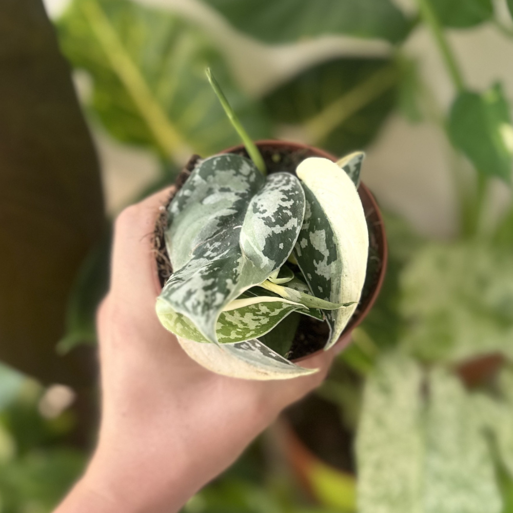 Scindapsus 'Mayari Variegated'