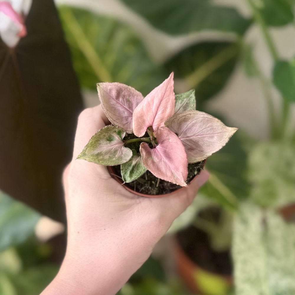 Syngonium 'Pink Perfection'