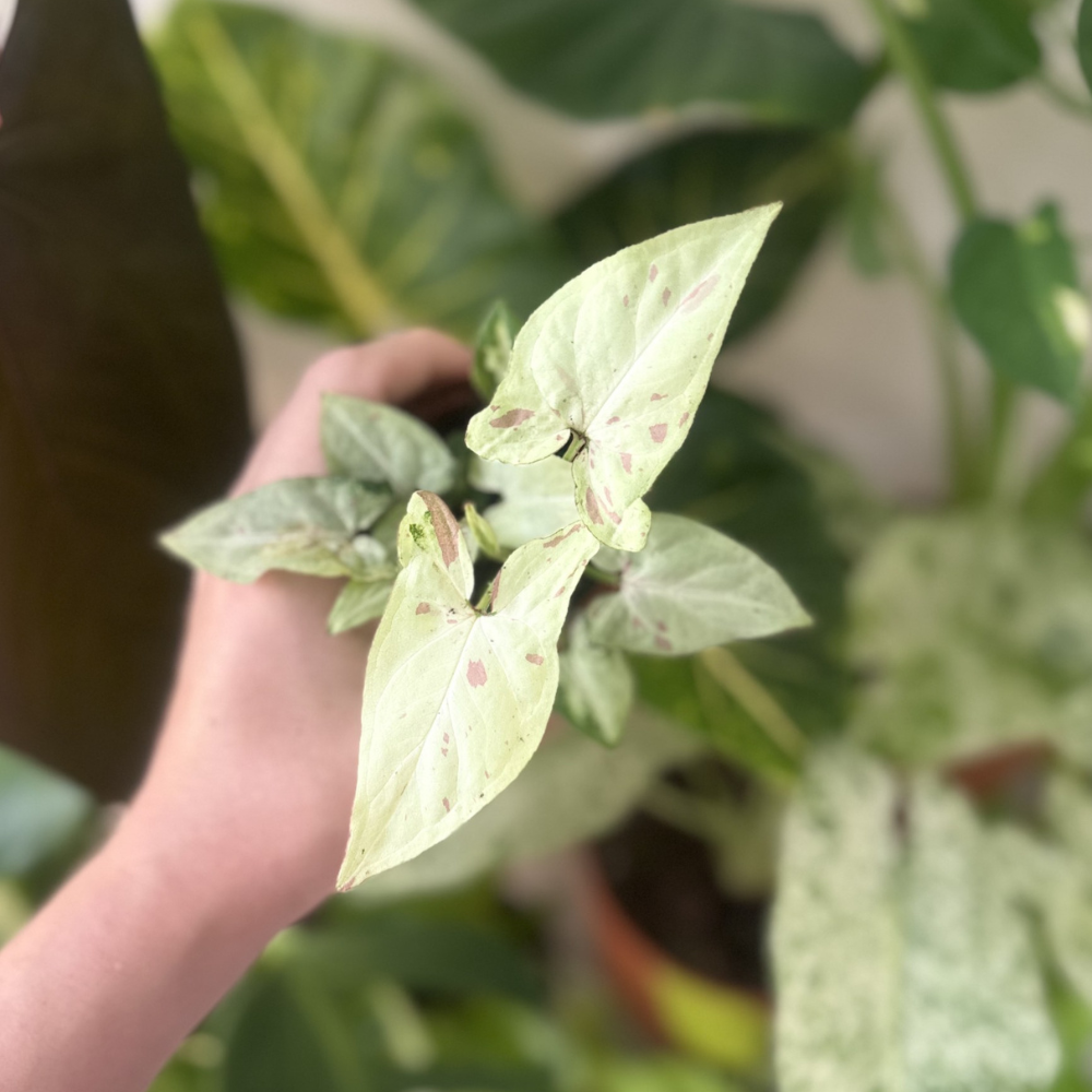 Syngonium 'Strawberry Milk'