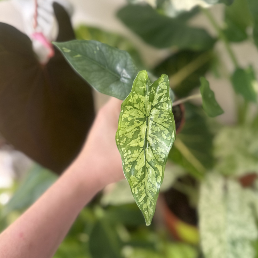 Alocasia boyceana 'Shattered Glass'
