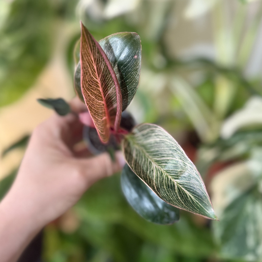 Philodendron 'Pink Bikini' - TLC