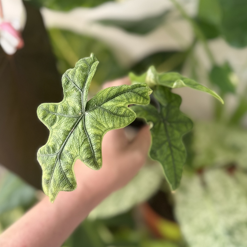 Alocasia tandurusa (Jacklyn)