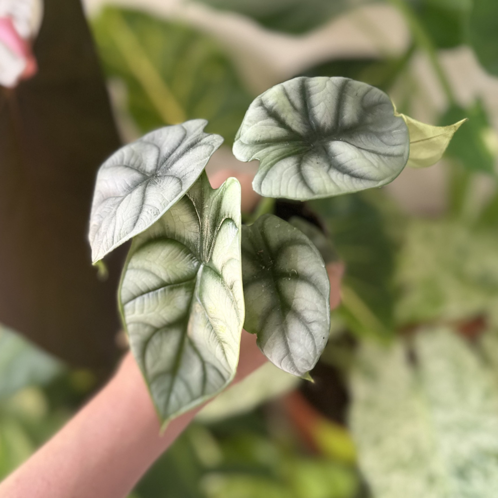 Alocasia 'Silver Dragon'