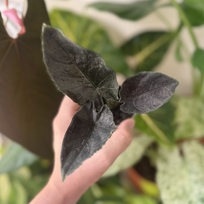 Alocasia 'Antoro Velvet'