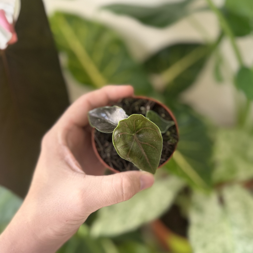 Alocasia azlanii