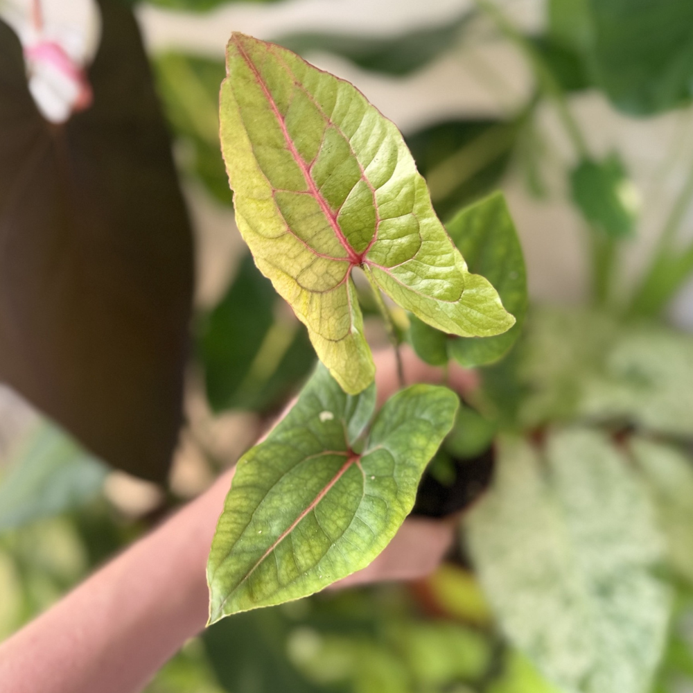 Cyrtosperma johnstonii (Alocasia 'Black Jack')