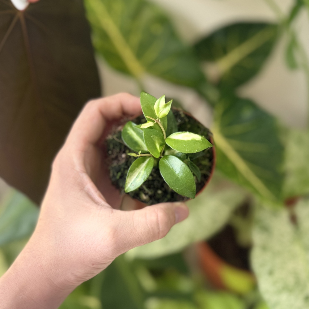 Hoya lacunosa 'Tricolour Bruno'