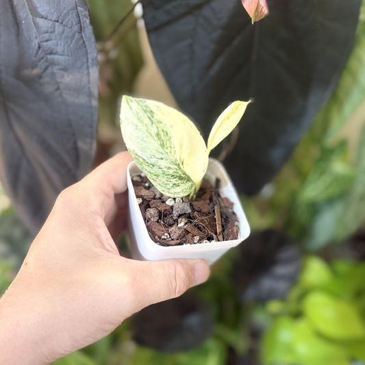 Scindapsus treubii 'Moonlight Marble'