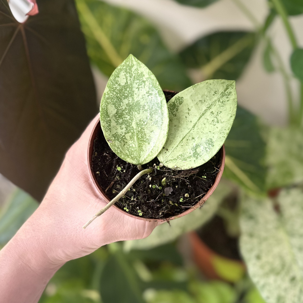 Hoya verticillata 'Nganjuk Splash'