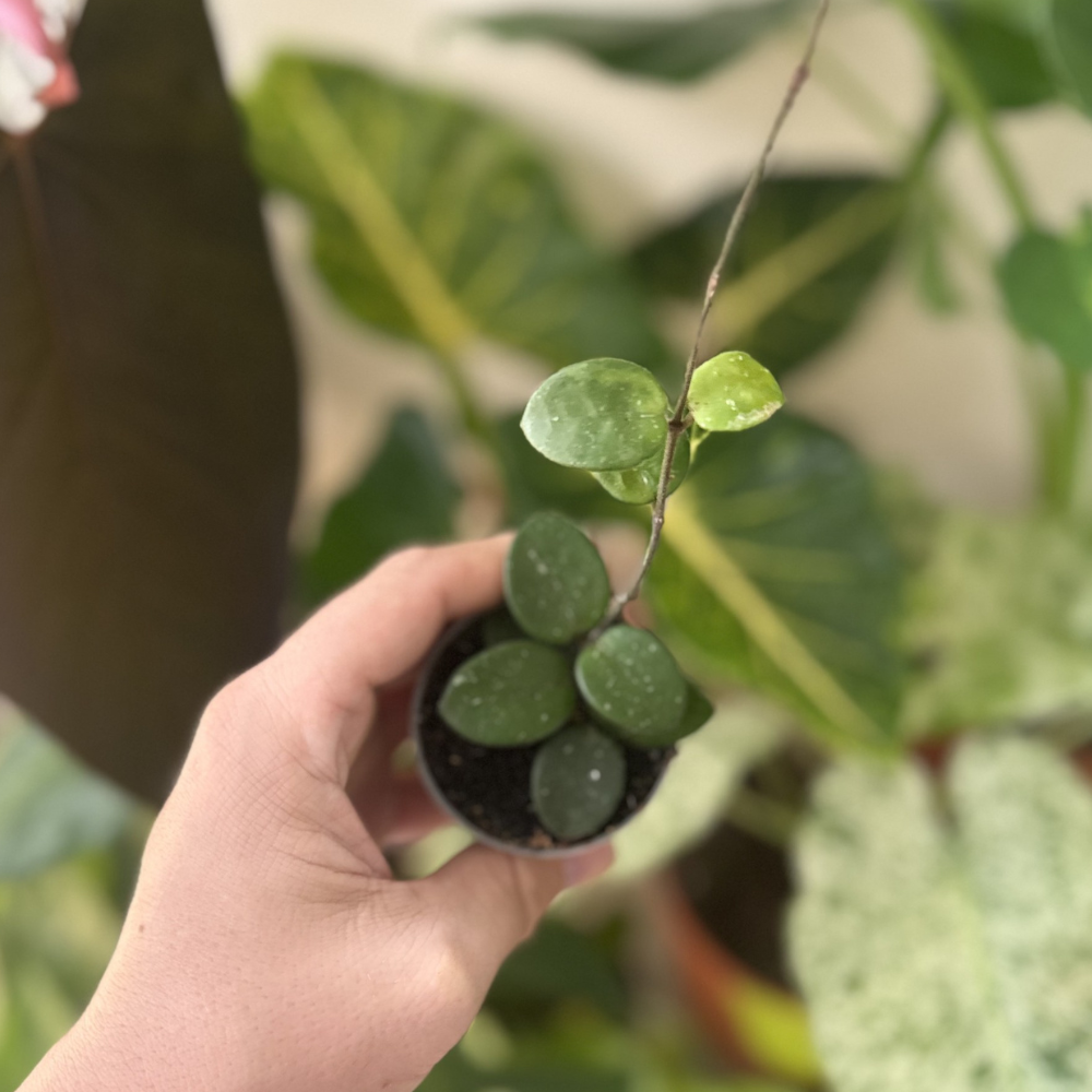 Hoya 'Mathilde Splash'