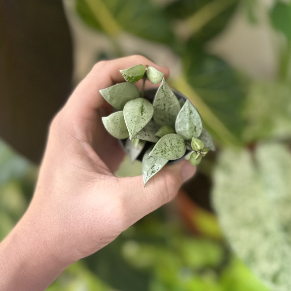 Hoya krohniana 'Eskimo'