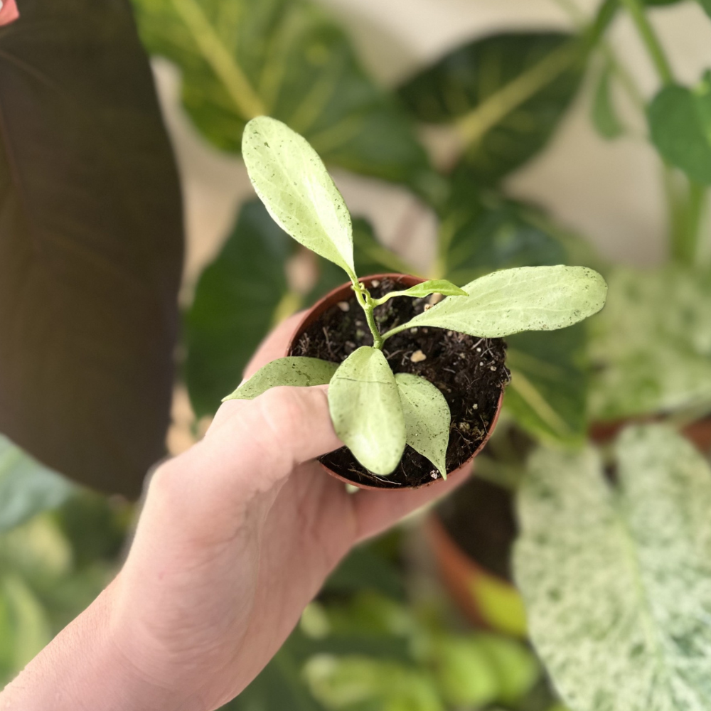 Hoya nicholsoniae 'New Guinea Ghost' (NGG)