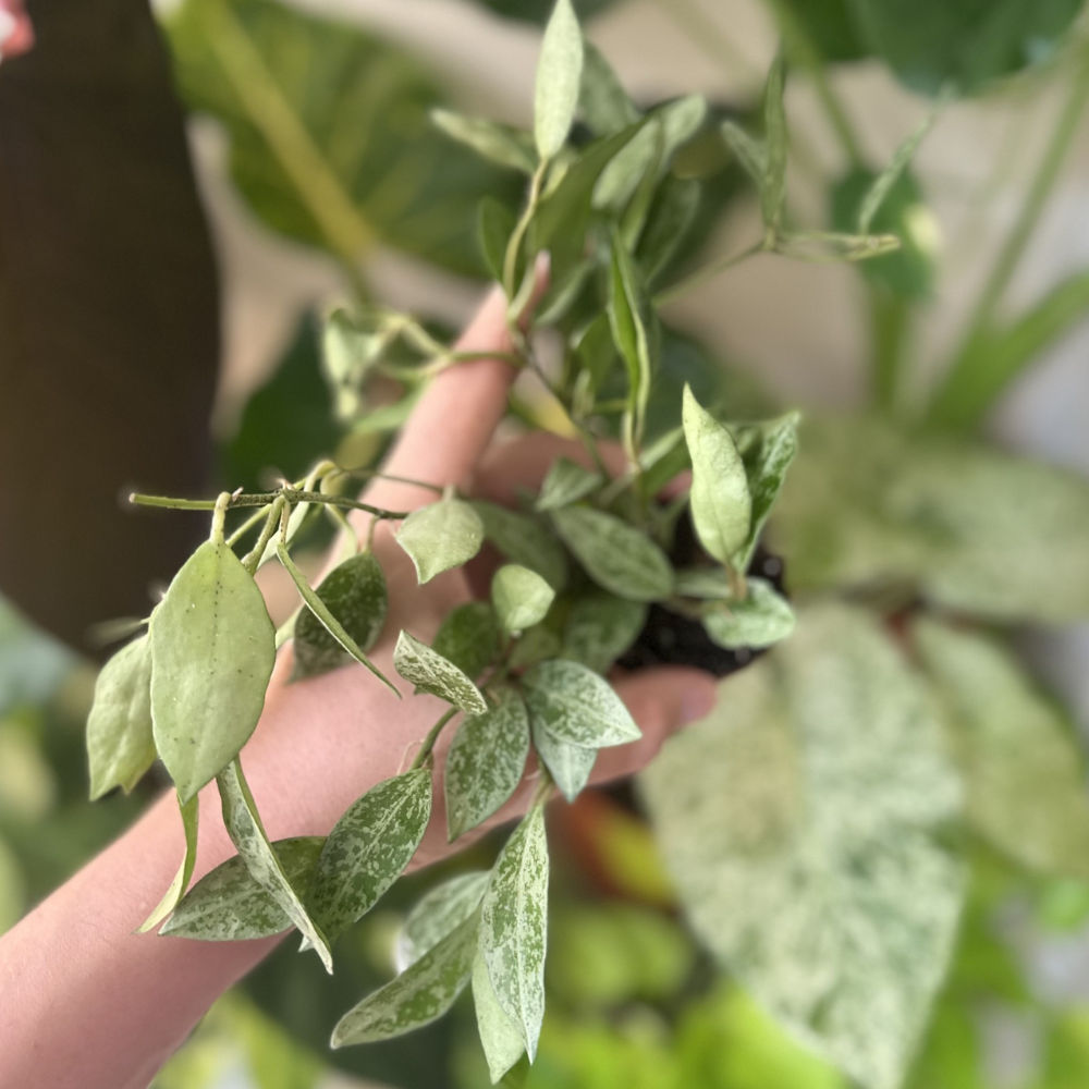 Hoya lacunosa 'Snow Leopard'