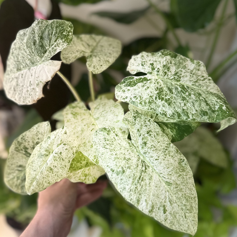 Alocasia odora 'Batik Variegated'