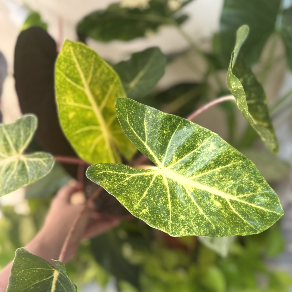 Alocasia macrorrhizos 'New Guinea Gold'