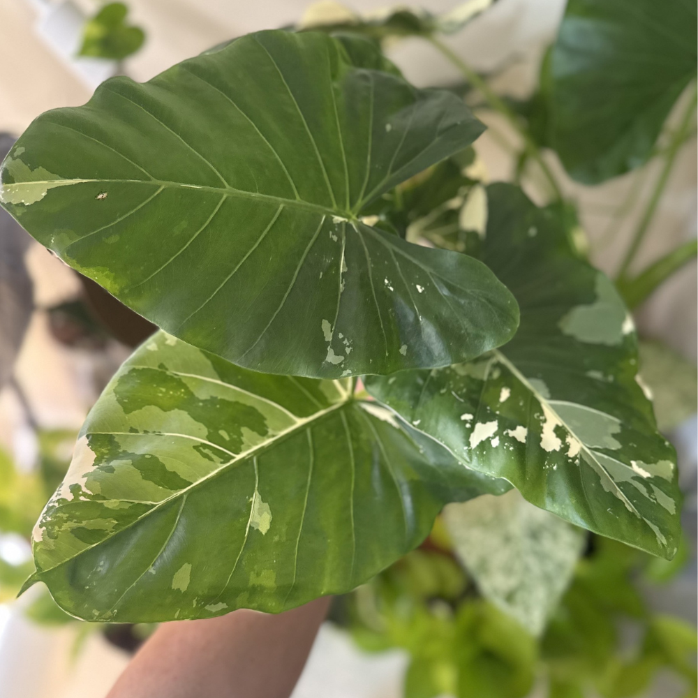 Alocasia macrorrhizos 'Variegated'