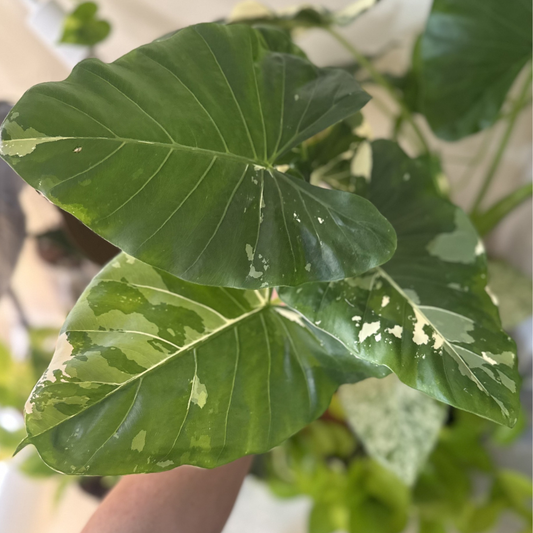 Alocasia macrorrhizos 'Variegated'