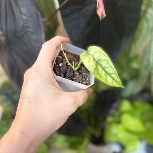 Monstera siltepicana 'Aurea Variegated'