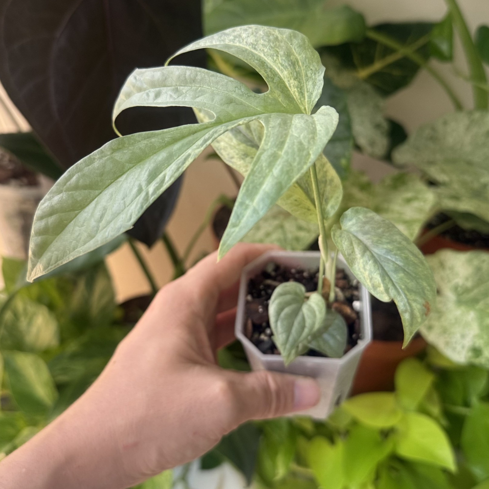 Amydrium medium 'Silver Variegated'