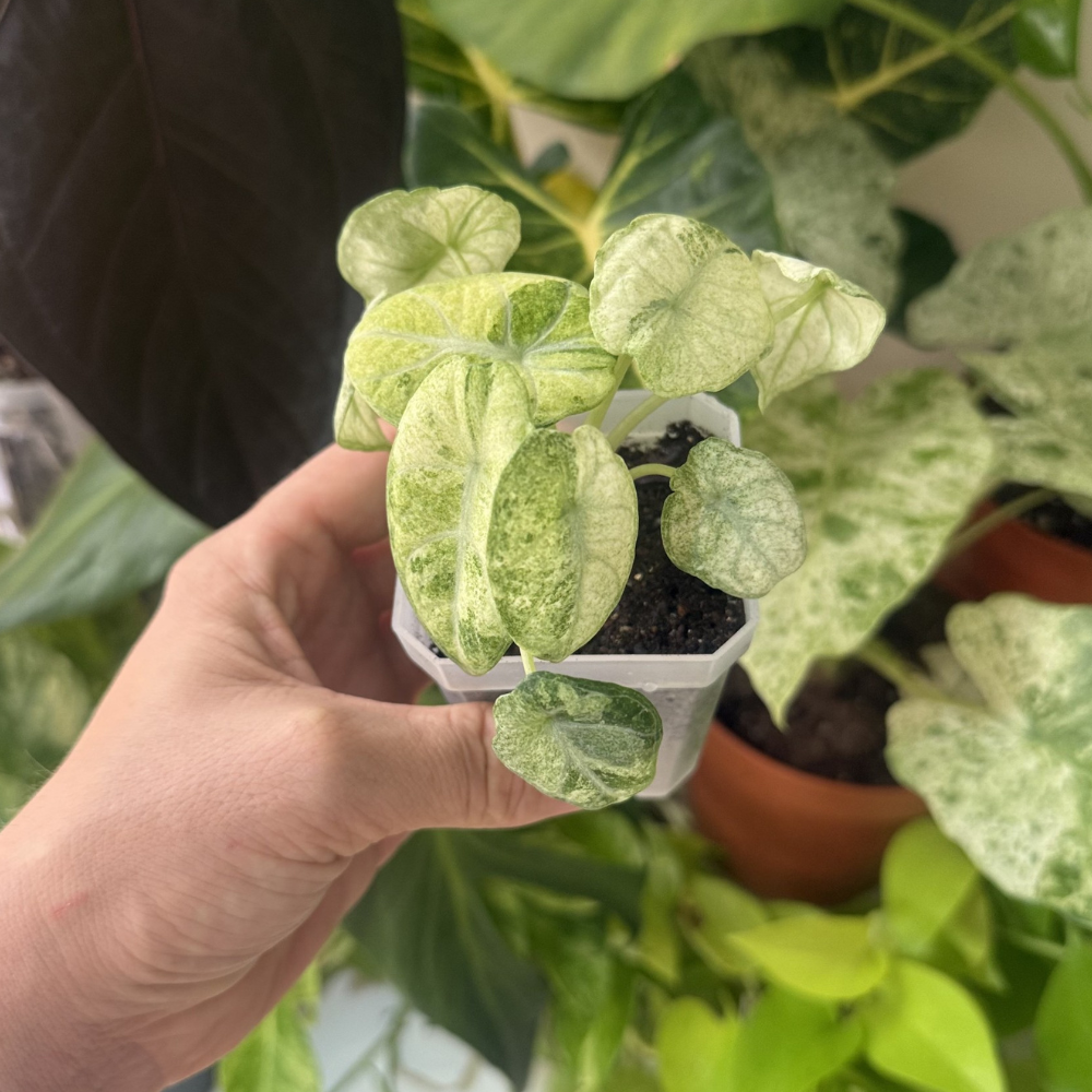 Alocasia reginula 'Ninja Tricolour'