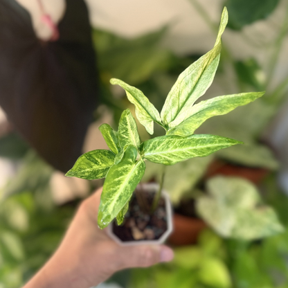 Syngonium angustatum 'Variegated'