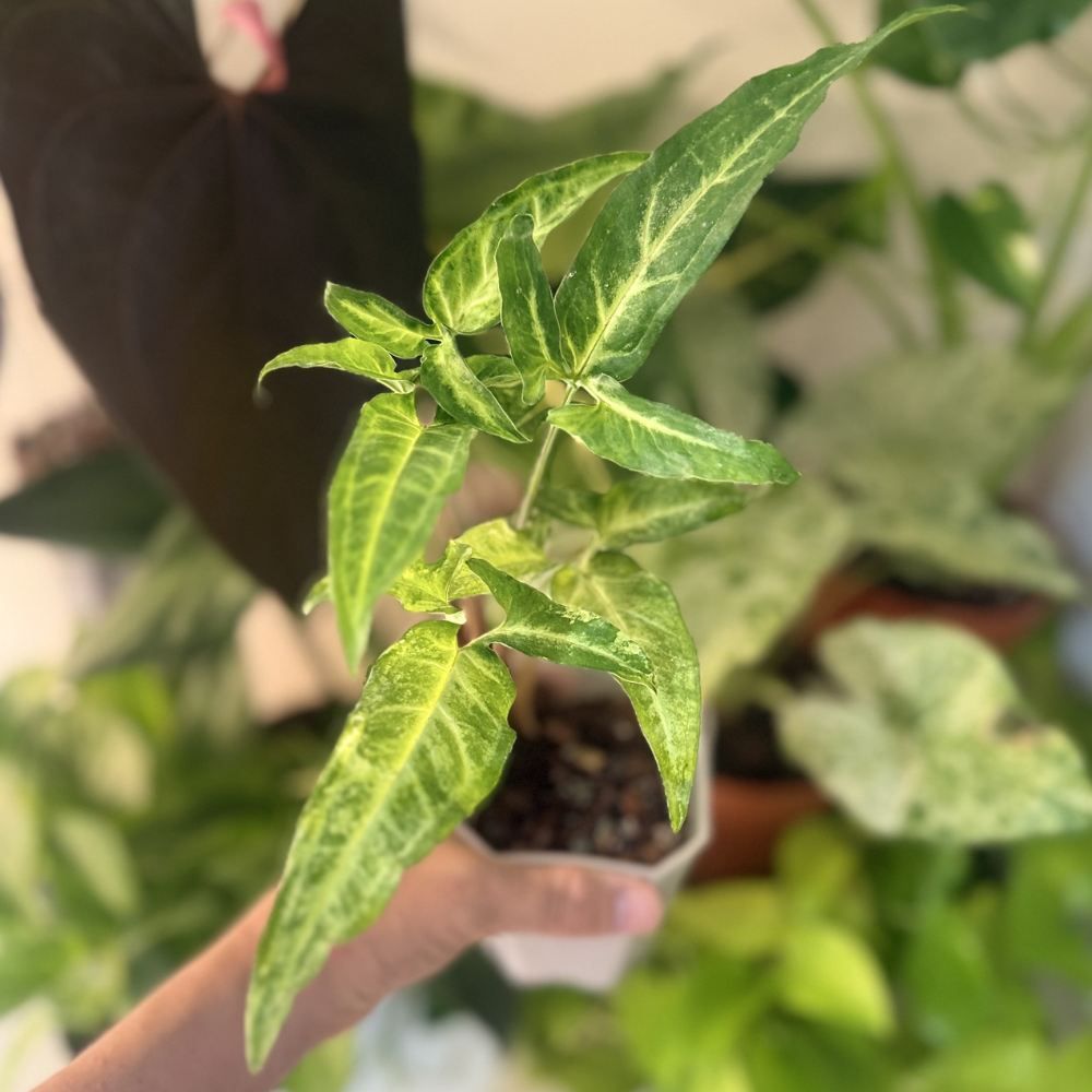 Syngonium angustatum 'Variegated'