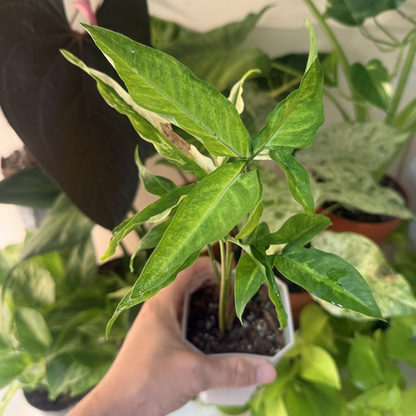 Syngonium angustatum 'Variegated'