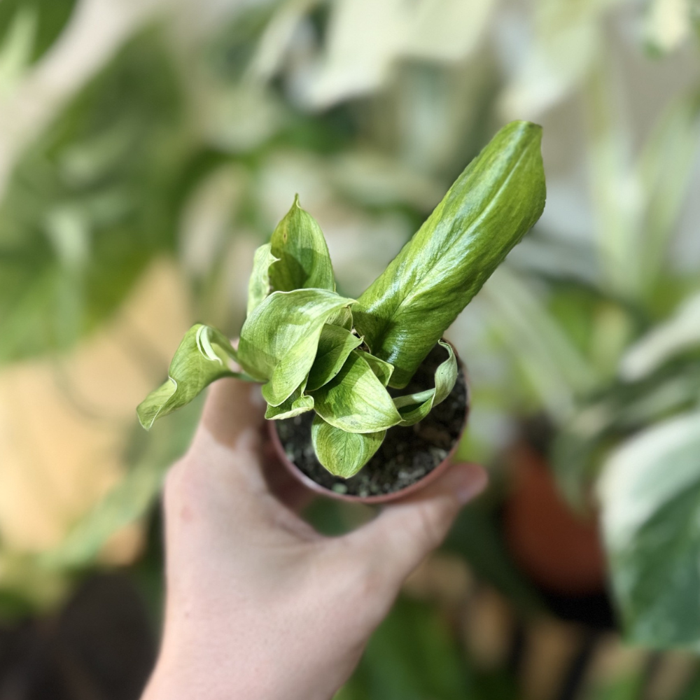 Scindapsus 'Green on Green'
